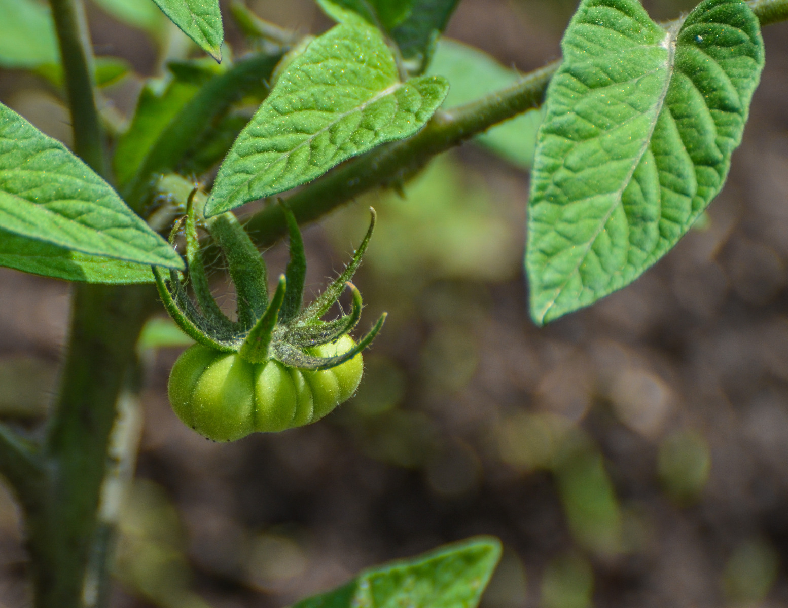 Tomato root mat disease (Root-inducing plasmid) testing