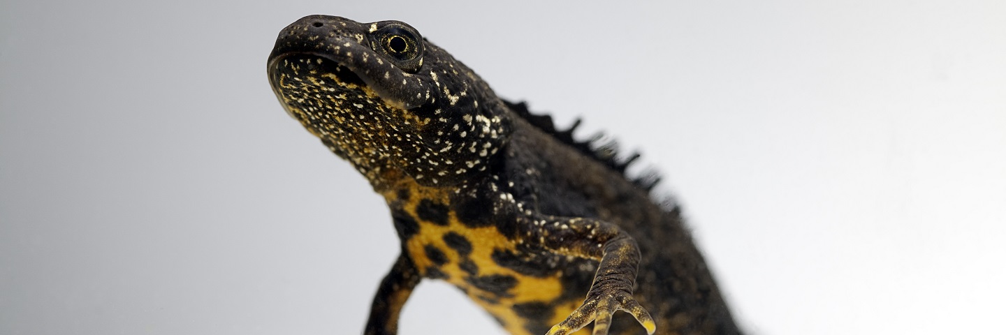 Great Crested Newts