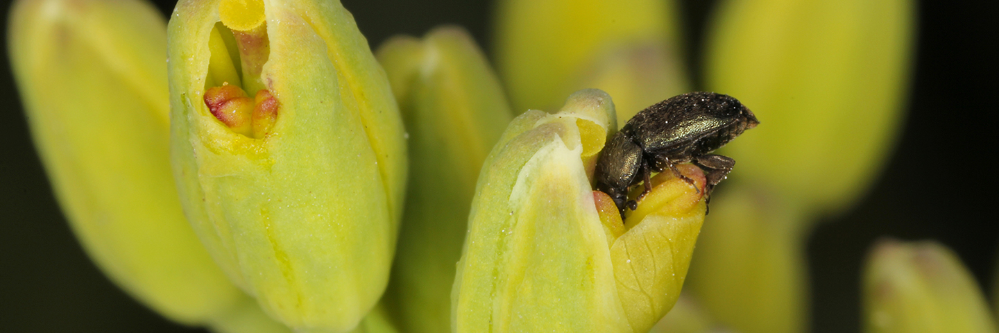 Insect Monitoring 