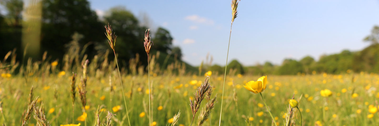 Pollinator R&D 