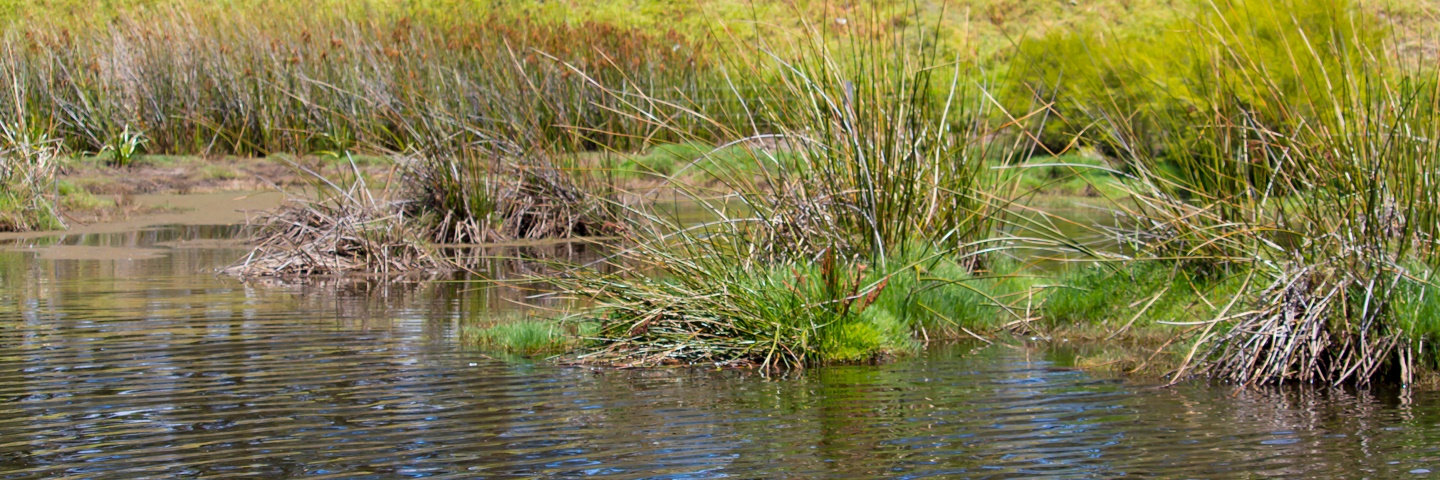 Mesocosm Studies - Higher Tier Risk Assessments