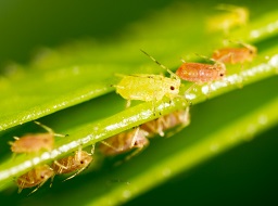 Insect Monitoring