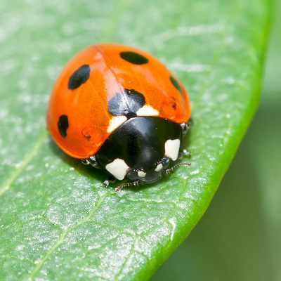 Terrestrial Ecotoxicology