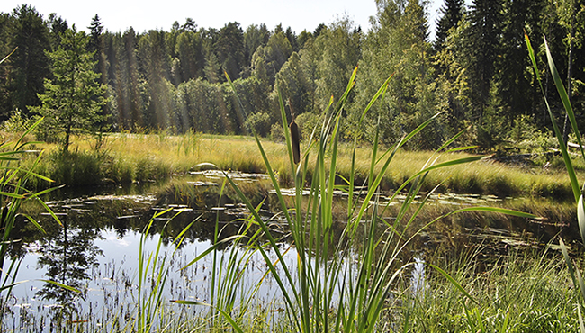 mesocosm - outdoor experimental system of ponds and streams