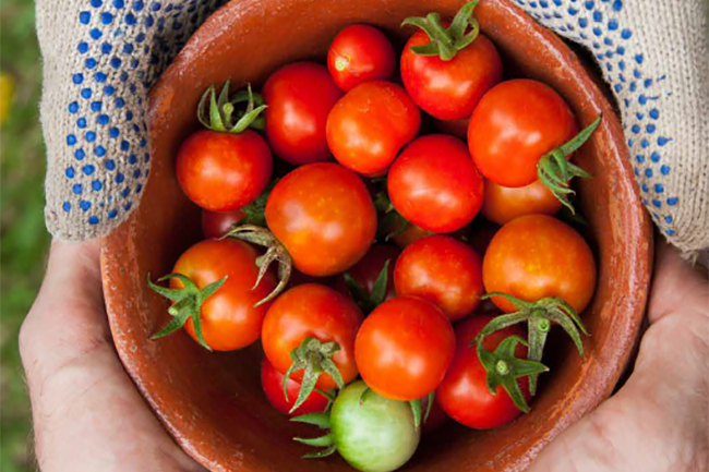 Tomato virus diagnosis screening