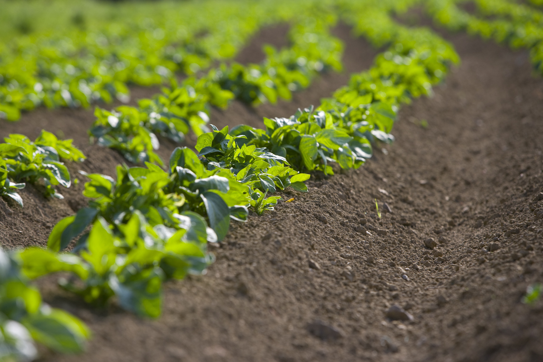 Crop Health