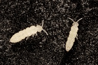 springtail