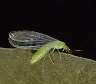 green lacewing