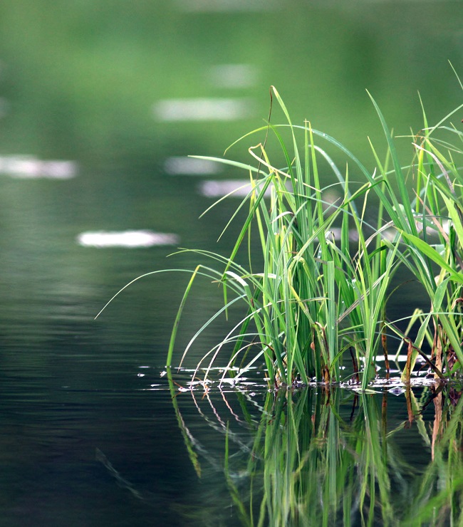 Aerobic Mineralisation in Surface Water