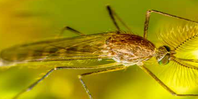 sediment water chironomid toxicity test