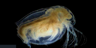 Daphnia Acute Immobilisation