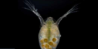 Daphnia Magna Reproduction