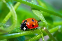 ladybird