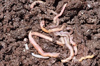 earthworms