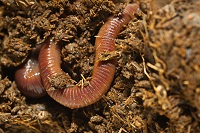 earthworms