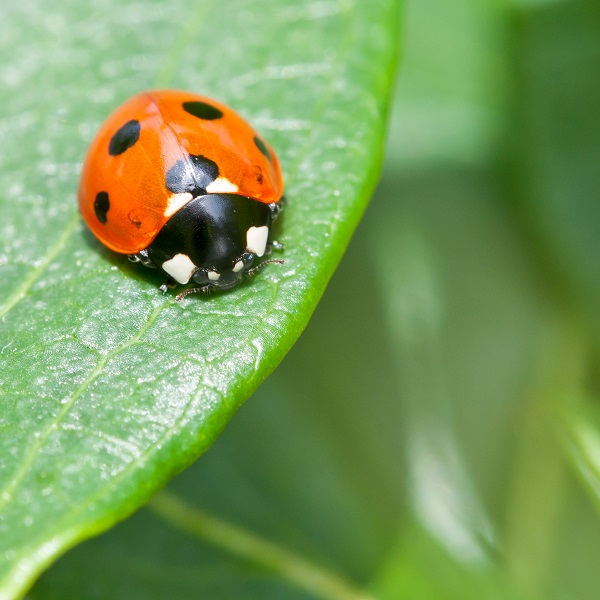 Terrestrial Ecotoxicology