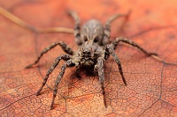 wolf spider