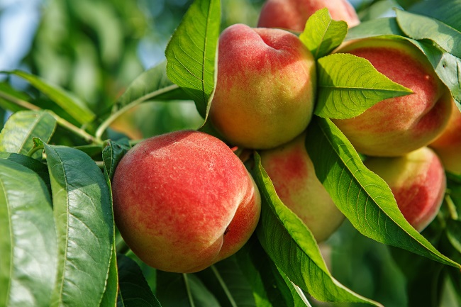 Peach Close Up