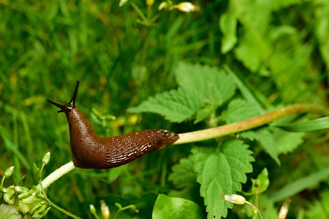 Slug