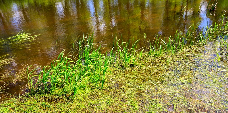 mesocosm - outdoor experimental system of ponds and streams