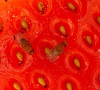 Drosophila suzukii on strawberry