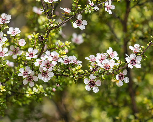 Manuka Honey: Microbiological Testing (TA & NPA)